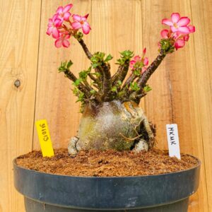 3110 13 Arabicum Mk Mk Black - Adulta