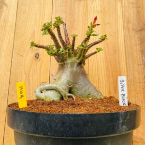 3110 14 Arabicum Super Black - Adulta