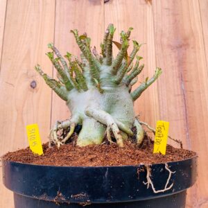 3110 15 Arabicum Torpedo - Adulta