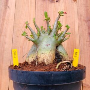 3110 17 Arabicum Hulk - Adulta