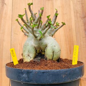 3110 21 Arabicum Genchis Khan - Adulta