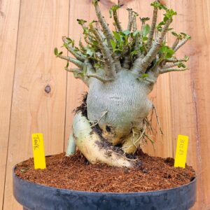 3110 23 Arabicum Tank - Adulta