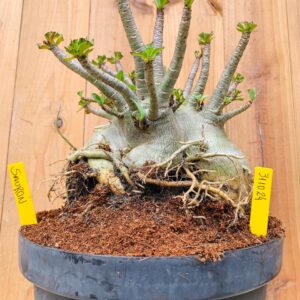 3110 24 Arabicum Sauron - Adulta