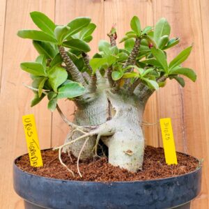 3110 25 Arabicum Urus Tigrada - Adulta