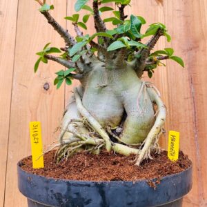 3110 27 Arabicum Mammoth - Adulta