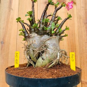 3110 29 Arabicum Mk Mk Black - Adulta