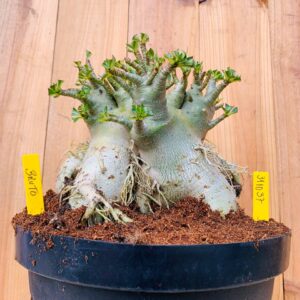 3110 37 Arabicum Brutos - Adulta