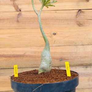 3110 02 Baoba Surprise