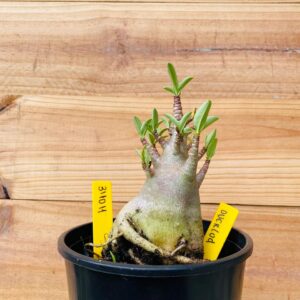 3110 11 Arabicum Overload - F2 12 meses