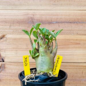 3110 20 Arabicum Megalodonte - F2 12 meses