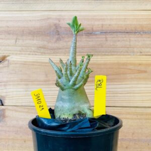 3110 21 Arabicum RBL - F2 12 meses