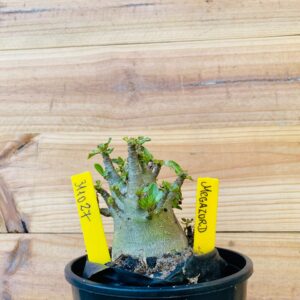 3110 27 Arabicum Megazord - F2 12 meses