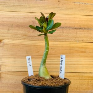 3010 13 Rosa do Deserto Surprise Black