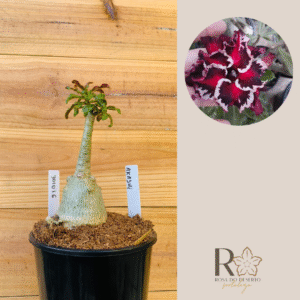 3010 16 Rosa do Deserto Caudex Arabicum Akachi