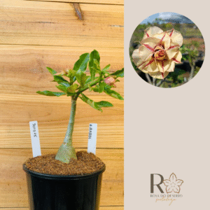 3010 15 Rosa do Deserto Girassol