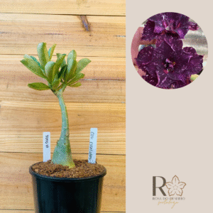 3010 11 Rosa do Deserto Céu Estrelado