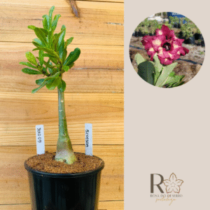 3010 09 Rosa do Deserto Blossom