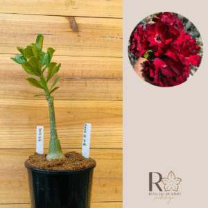 3010 06 Rosa do Deserto Amor de Mãe