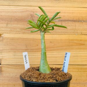 3010 25 Rosa do Deserto Rebeca Andrade