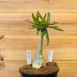 3010 49 Rosa do Daesy Love