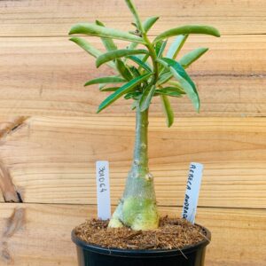 3010 64 Rosa do Deserto Rebeca Andrade