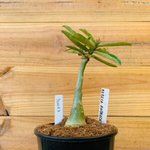 3010 67 Rosa do Deserto Rebeca Andrade