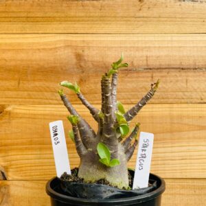 0311 03 Arabicum Spartacus - F2 12 meses