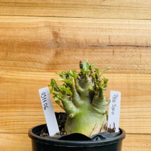 0311 06 Arabicum Pbn Soco - F2 12 meses