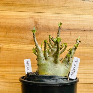 0311 07 Arabicum Triceraptor - F2 12 meses