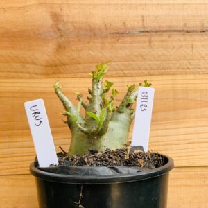 0311 23 Arabicum Urus   - F2 12 meses