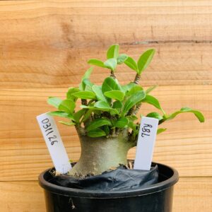 0311 26 Arabicum RBL  - F2 12 meses