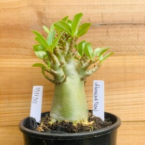 0311 30 Arabicum Abomination - F2 12 meses