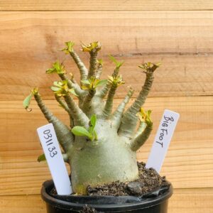 0311 33 Arabicum Big Foot - F2 12 meses