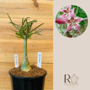 3010 93 Rosa do Deserto Crispum