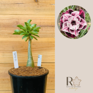 3010 91 Rosa do Deserto Lys