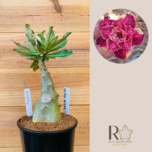 3010 90 Rosa do Deserto Triple Wish 3 Caudex Arabicum