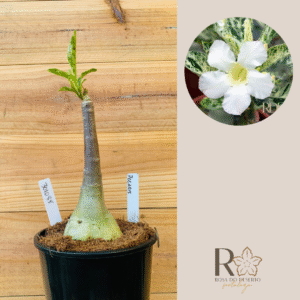 3010 88 Rosa do Deserto Polarys