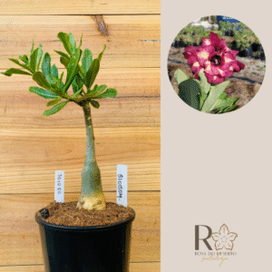 3010 80 Rosa do Deserto Blossom