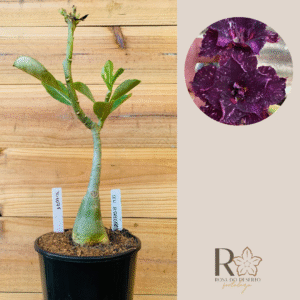 3010 78 Rosa do Deserto Céu Estrelado