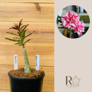 3010 76 Rosa do Deserto Daesy Love