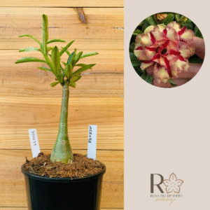 3010 75 Rosa do Deserto Merabe