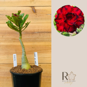 3010 74 Rosa do Deserto Amor de Mãe