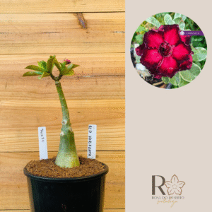 3010 71 Rosa do Deserto Red Variegata