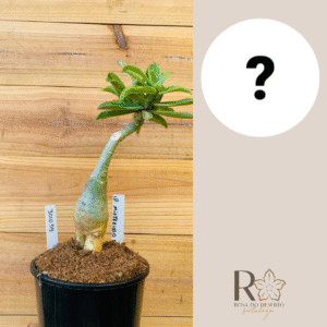 3010 59 Rosa do Deserto ID MISTERIOSO