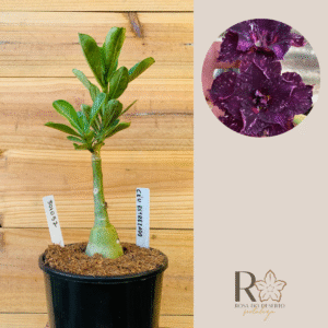 3010 57 Rosa do Céu Estrelado