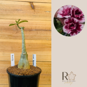 3010 52 Rosa do Star Brown