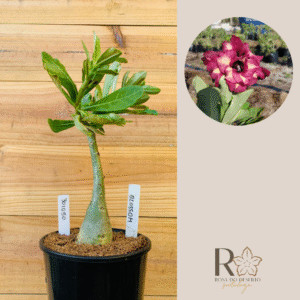 3010 50 Rosa do Blossom