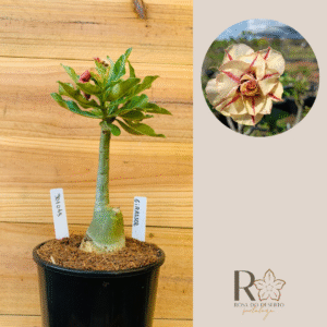 3010 45 Rosa do Deserto Girassol