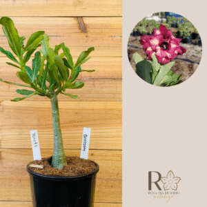 3010 43 Rosa do Deserto Blossom