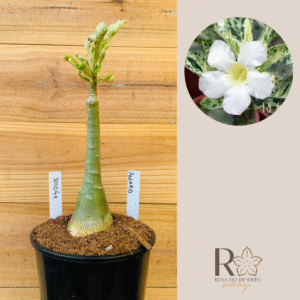 3010 41 Rosa do Deserto Polarys